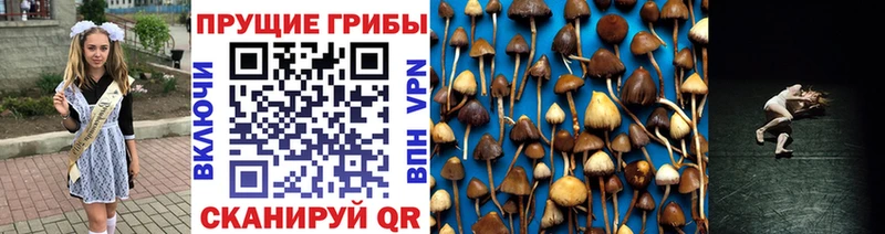 Псилоцибиновые грибы MAGIC MUSHROOMS  как найти закладки  Ядрин 